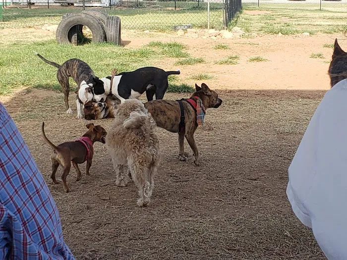 Midtown Mutts Dog Park 7