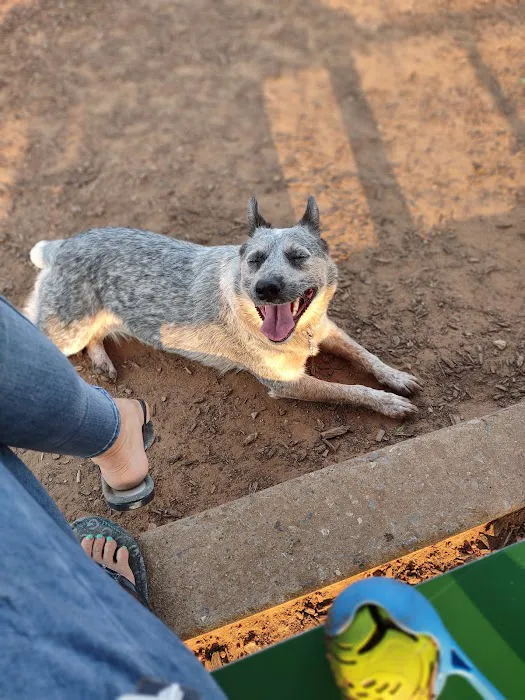 Midtown Mutts Dog Park 5