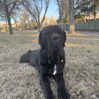 Paws, Play Park ico