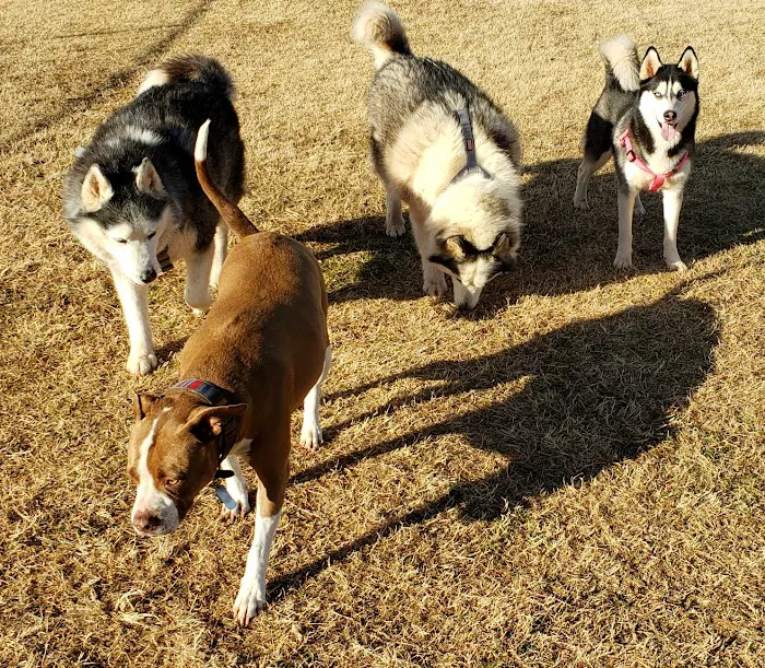 Wiggly Field 5