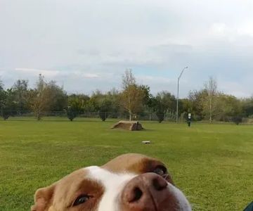 Wiggly Field