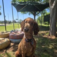 PAW OK Private Dog Park ico