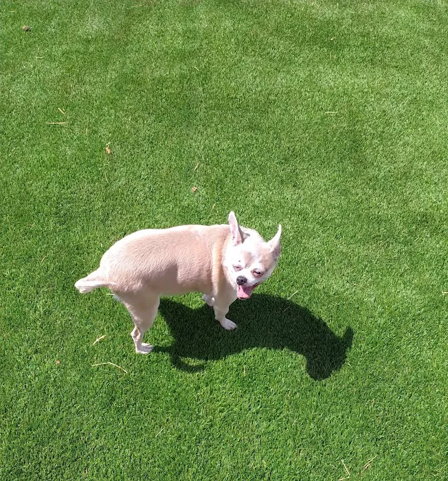 Duffys Dog Park 2