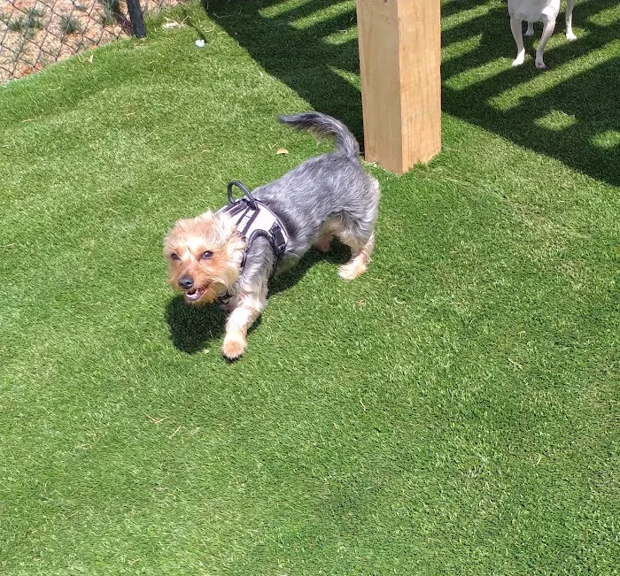 Duffys Dog Park 4