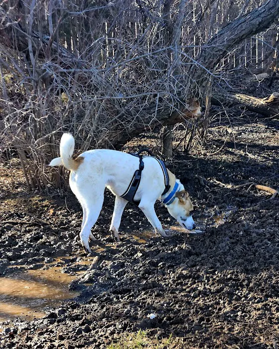 Edmond Dog Park 7
