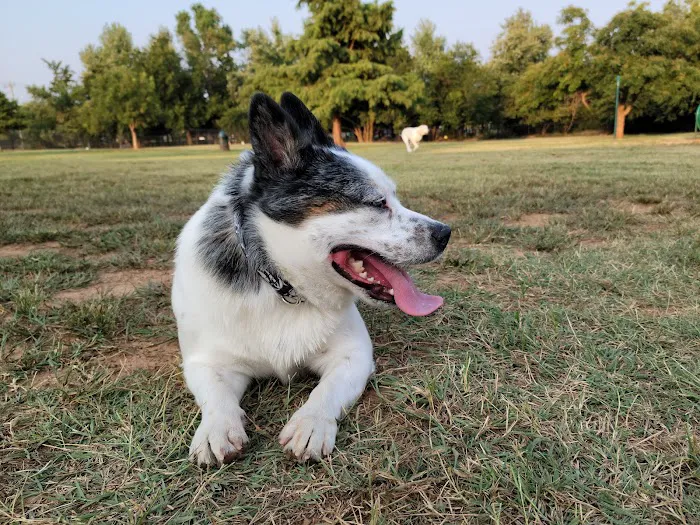 Edmond Dog Park 10