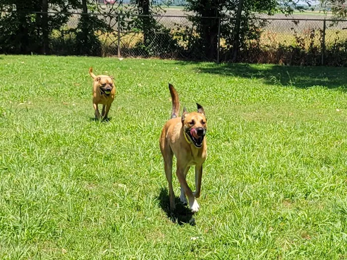Pets and People Dog Park 8