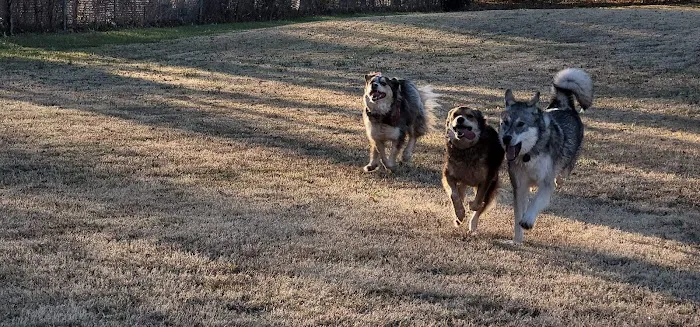 Pets and People Dog Park 2