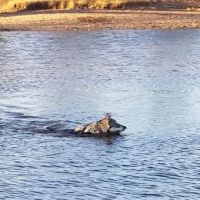 Pets and People Dog Park ico