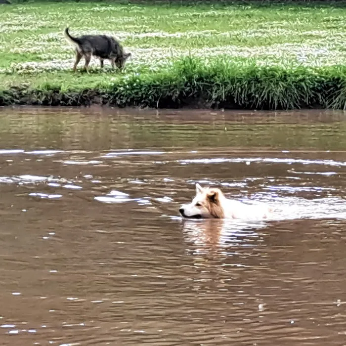 Pets and People Dog Park 5