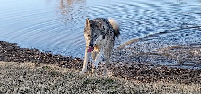Pets and People Dog Park 6