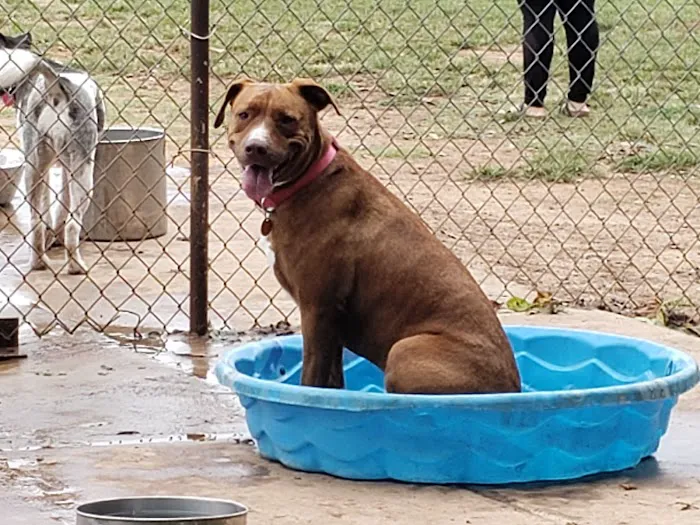 Norman Community Dog Park 2