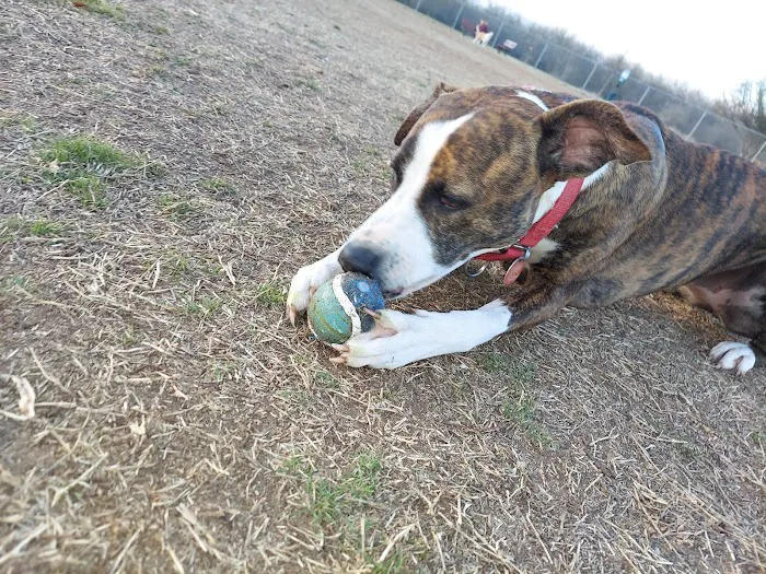 Norman Community Dog Park 8