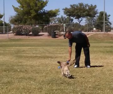 Countryside Dog Park