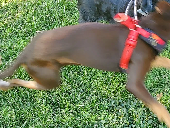 Creamery Dog Park 10