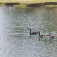 Vista del camino off-leash area ico