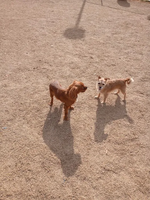 Vista del camino off-leash area 8