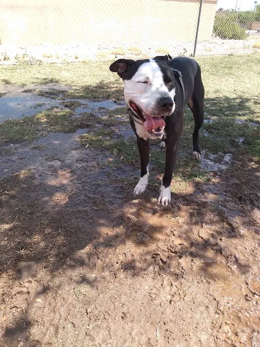 Vista del camino off-leash area 10