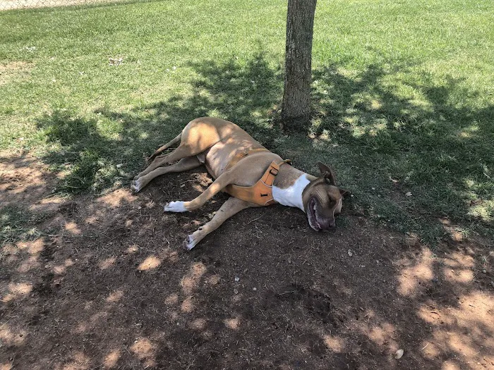 Vista del camino off-leash area 6