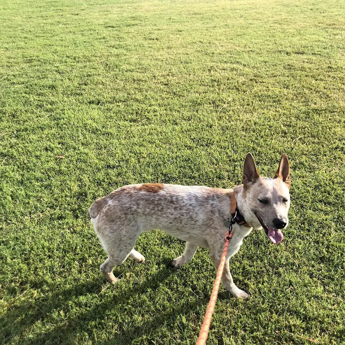 Shawnee Dog Park 4