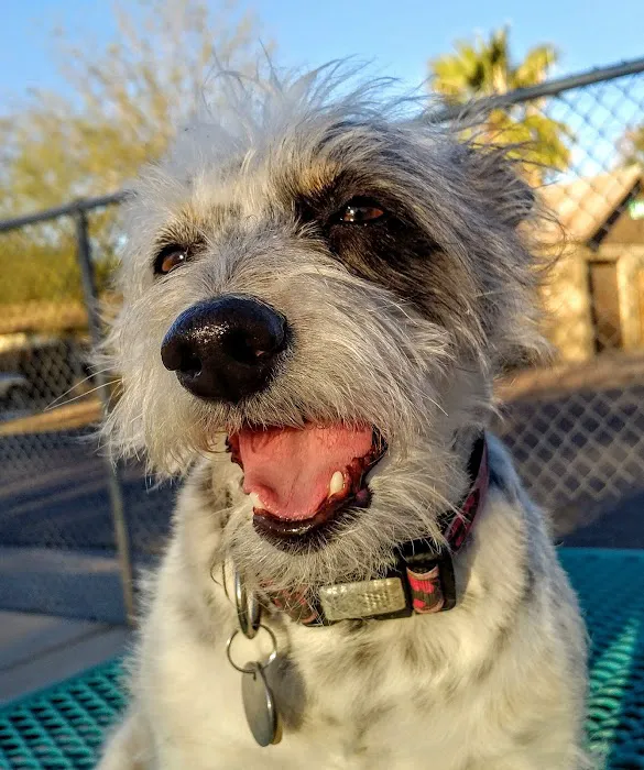 Mitchell Dog Park 8