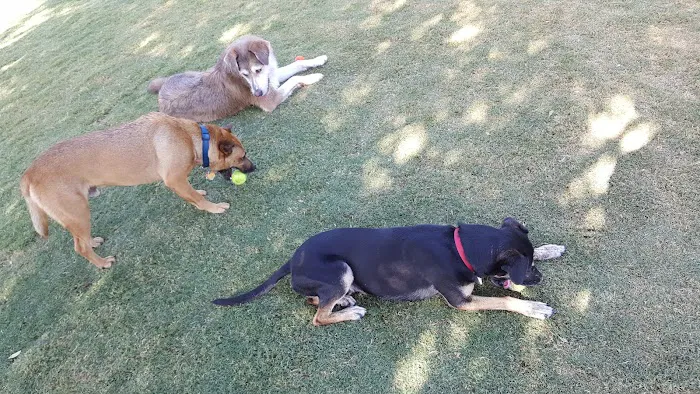 Mitchell Dog Park 10