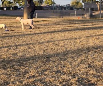 Quail Run Park Off Leash Dog Area