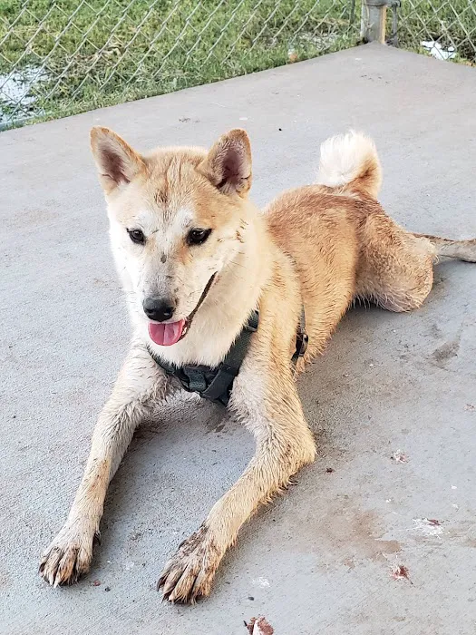 Clark Park Dog Park 8