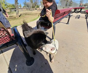 Clark Park Dog Park