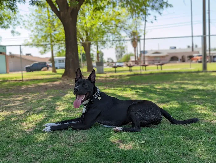 Clark Park Dog Park 4