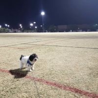 Dog Park at Crossroads ico