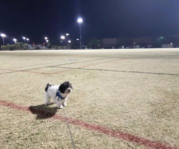 Dog Park at Crossroads