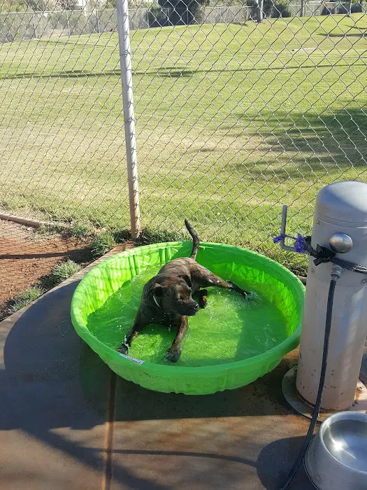 Tempe Sports Complex Dog Park 10
