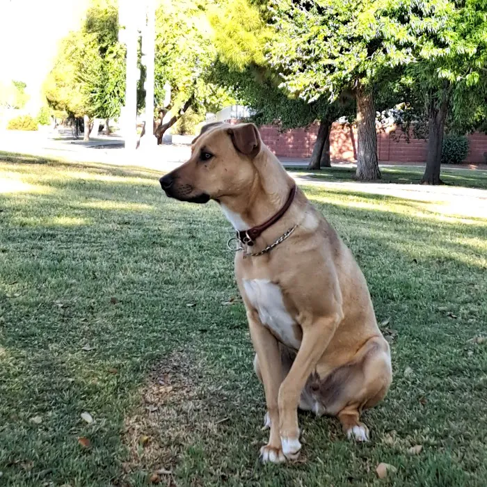 Tempe Sports Complex Dog Park 5