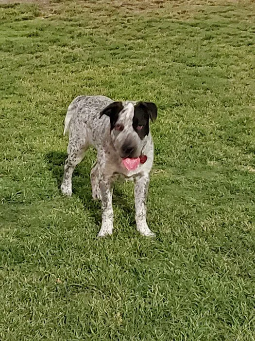 Tempe Sports Complex Dog Park 8