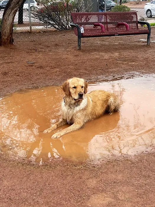 Tempe Sports Complex Dog Park 3
