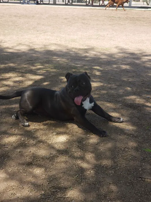 Nozomi Dog Park 7