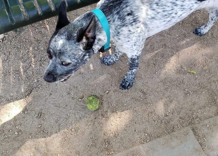 Nozomi Dog Park 10