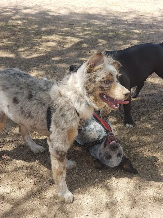 Nozomi Dog Park 4