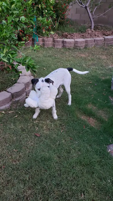 Nozomi Dog Park 5