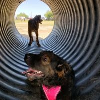 Paseo Vista Recreation Area Bark Park ico