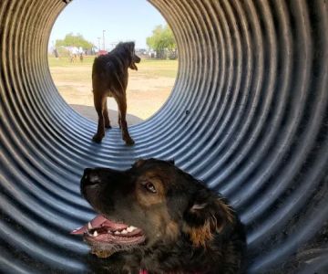 Paseo Vista Recreation Area Bark Park