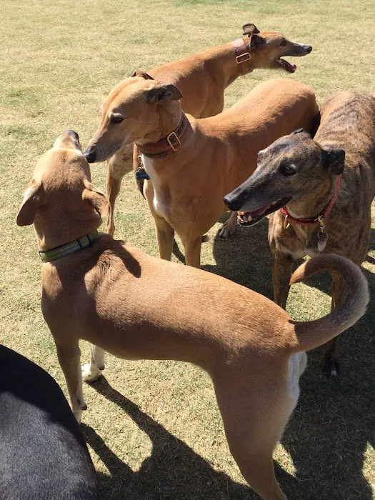 Paseo Vista Recreation Area Bark Park 9