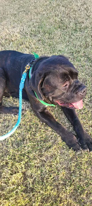 Esteban Dog Park 9