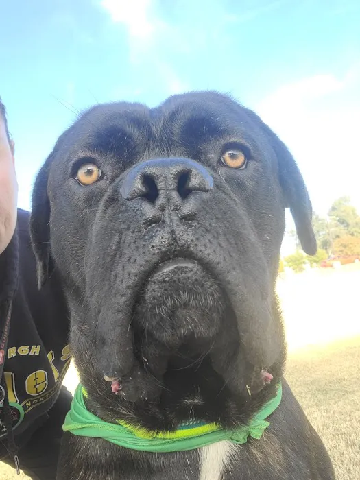 Esteban Dog Park 8