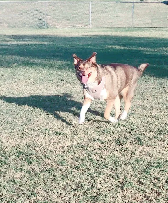 RJ Dog Park at Pecos Park 1
