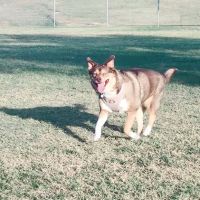RJ Dog Park at Pecos Park ico