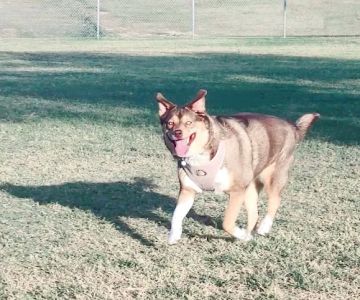 RJ Dog Park at Pecos Park
