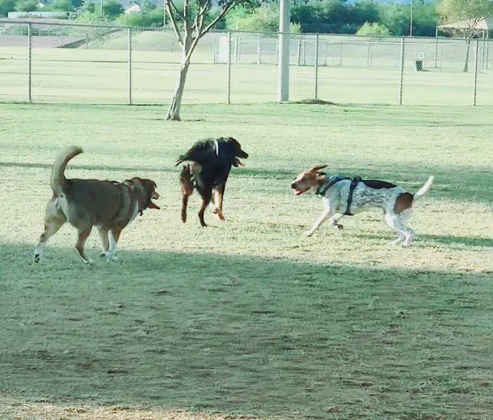RJ Dog Park at Pecos Park 2