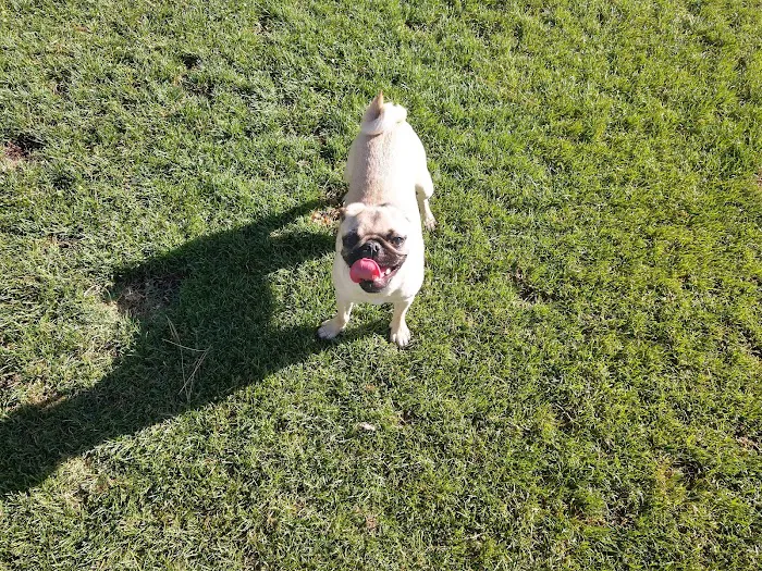 Thelda Williams Paw-Pup Park 10